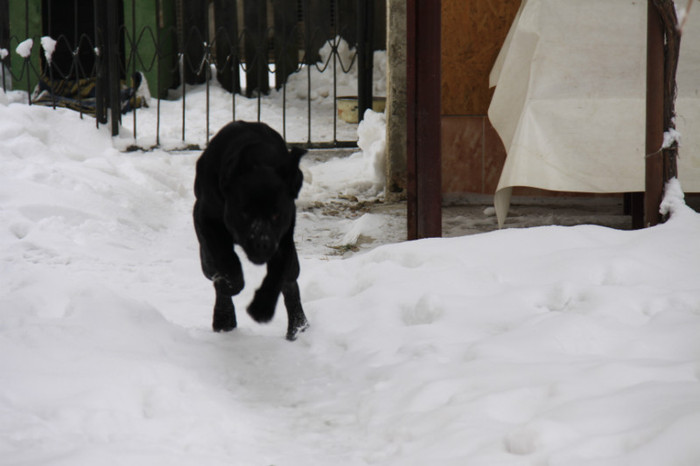 IMG_5169 - CANE CORSO