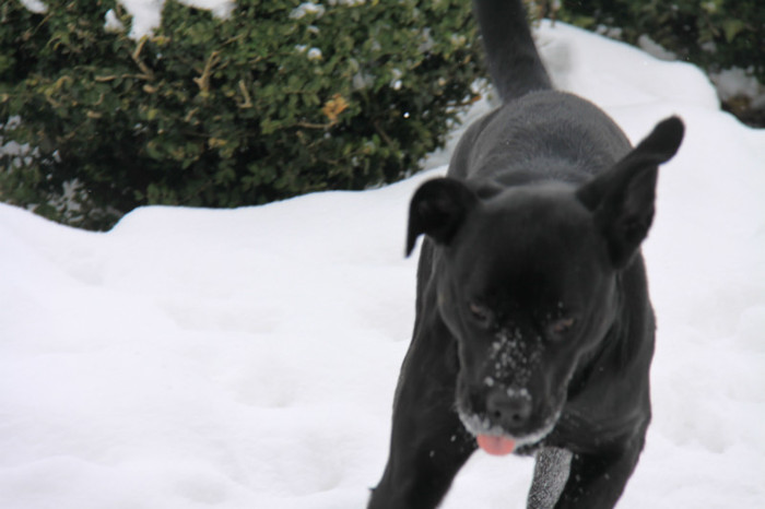 IMG_5170 - CANE CORSO
