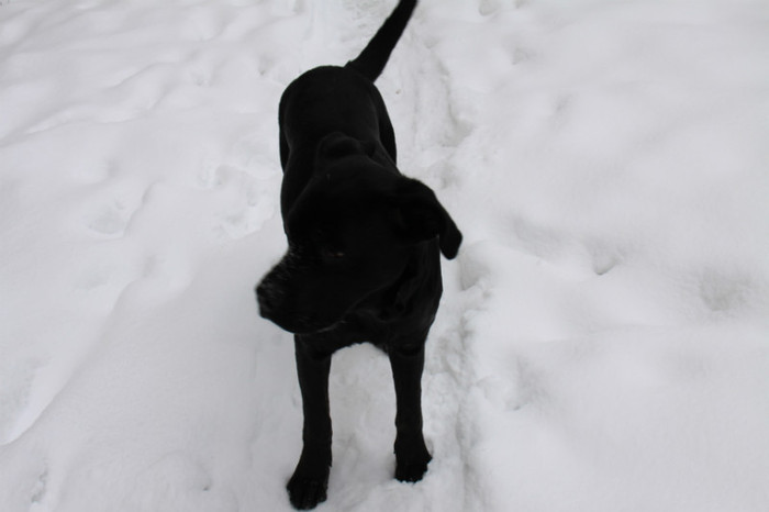 IMG_5172 - CANE CORSO