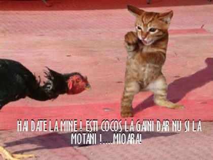  - 3  B  ANIMALE  3