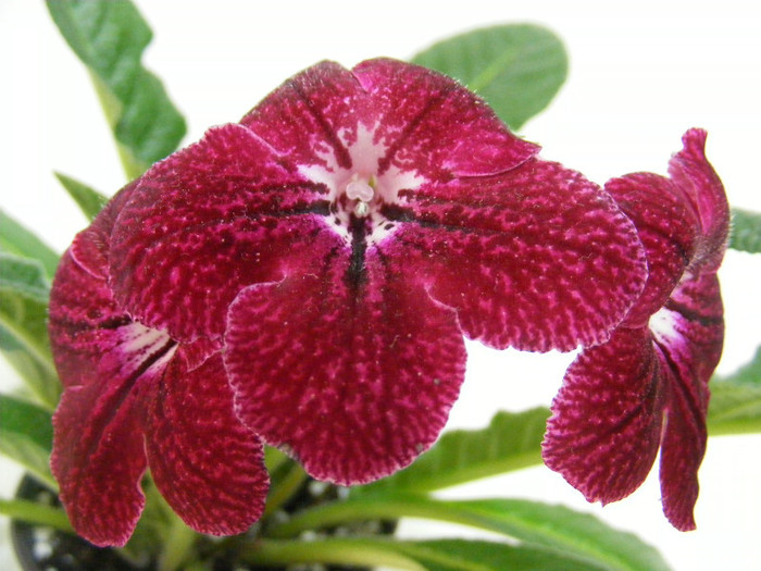 feb 2012 - streptocarpus PHOEBE