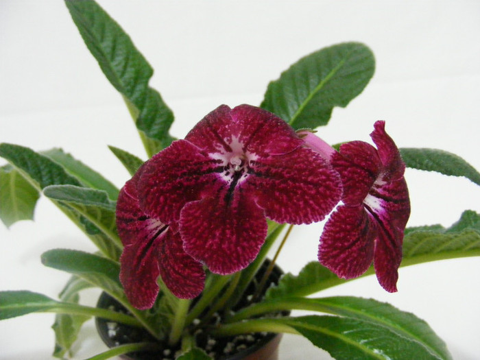 feb 2012 - streptocarpus PHOEBE