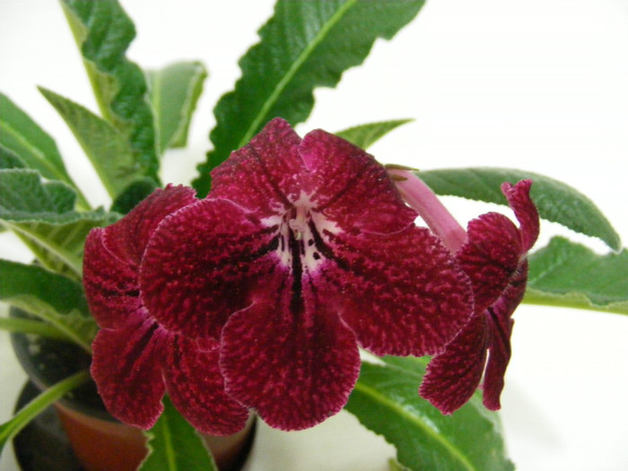 feb 2012 - streptocarpus PHOEBE