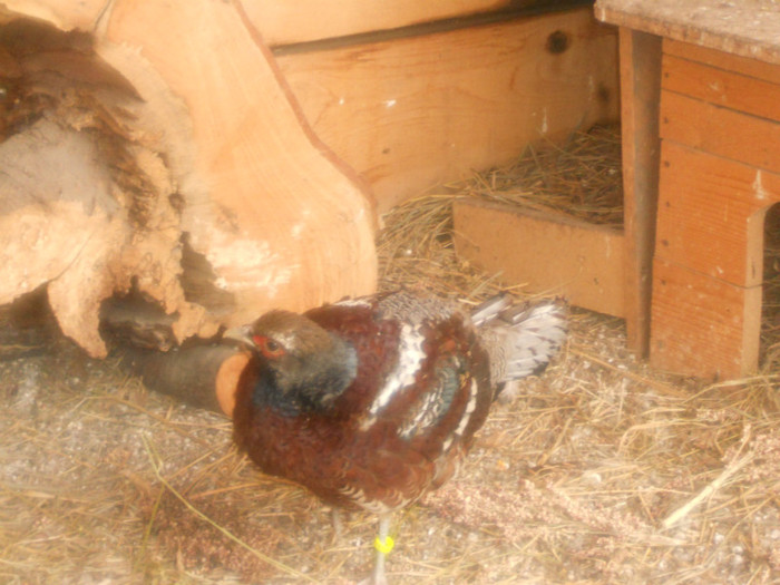 DSCN0143 - Fazanul Humen