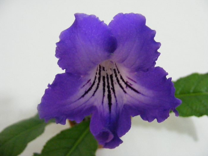 7 cm - streptocarpus SALSA