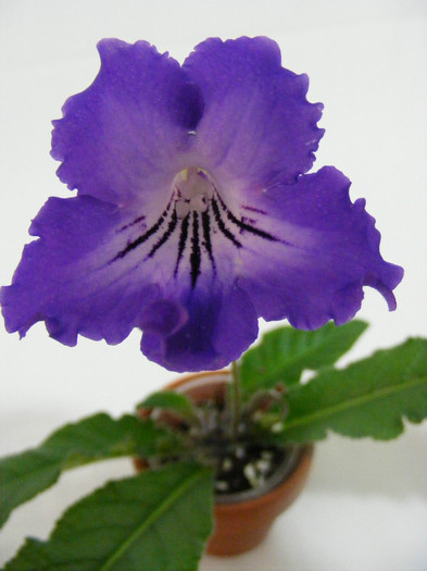  - streptocarpus SALSA