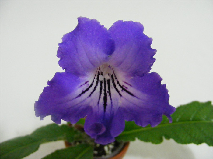  - streptocarpus SALSA