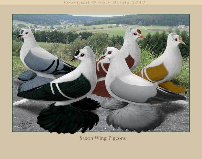 264142_164266026977189_139017656168693_382656_7522182_n