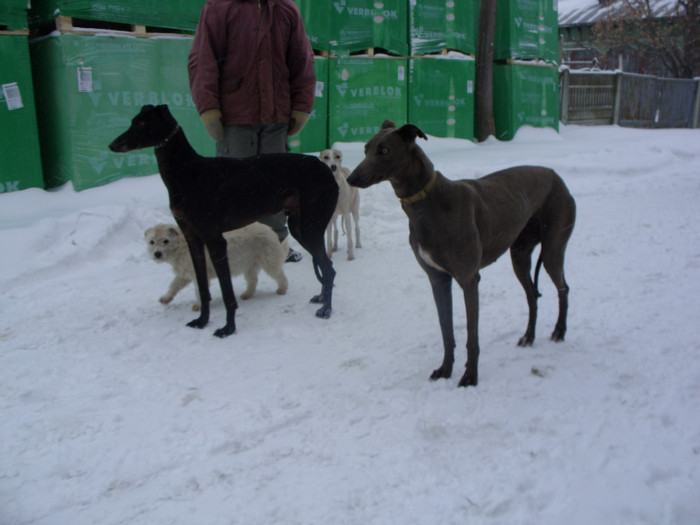 SDC12974 - ogary greyhound album