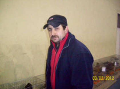mosoiu gigi