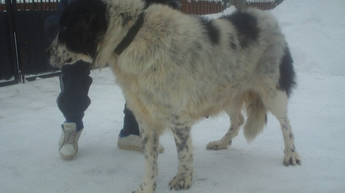 DSC01973 - caini ciobanesc romanesc de bucovina