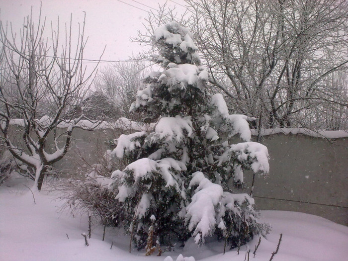 Image4068 - iarna in sat