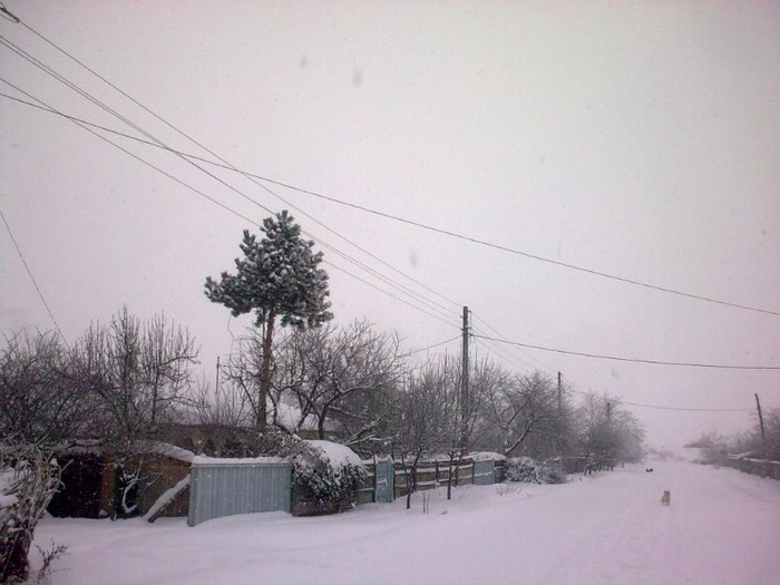 Image4070 - iarna in sat