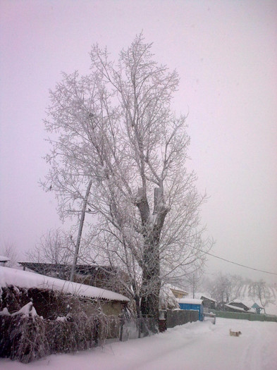 Image4071 - iarna in sat