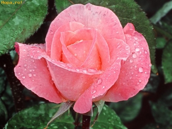 Trandafir roz - 1000 de vizite