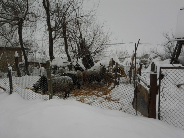 Fotografie0047 - Iarna in stupina 2012