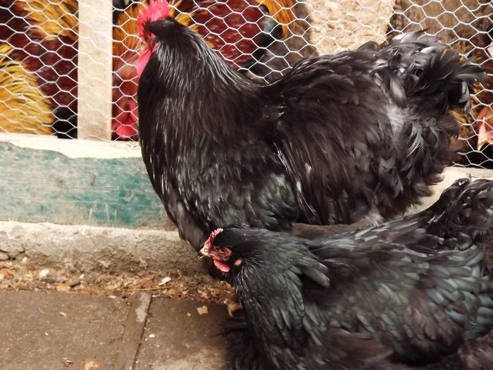 DSCF0382 - Cochinchina Negru 2012-2013