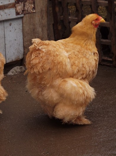 DSCF0445 - Cochinchina Galben 2012