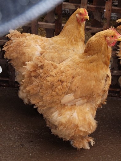 DSCF0449 - Cochinchina Galben 2012