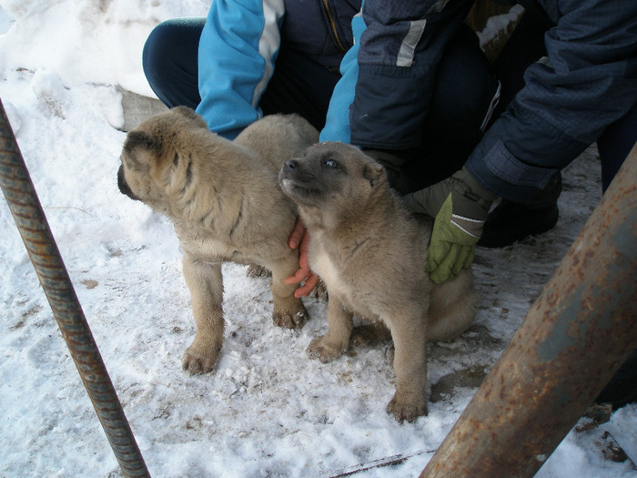 P1012704 - 1-a---- Paznicii mei Caucazian  si --- FEMELA  KANGAL--- catelusi kangal -VANDUTI