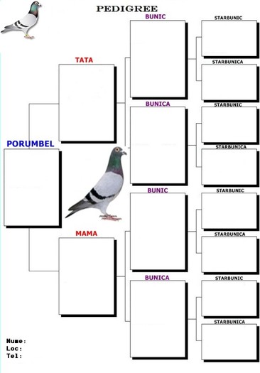 pedigree114 - MODELE TIP PEDIGREE