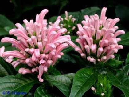 Justicia carnea pink