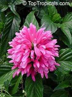 justicia carnea radiant