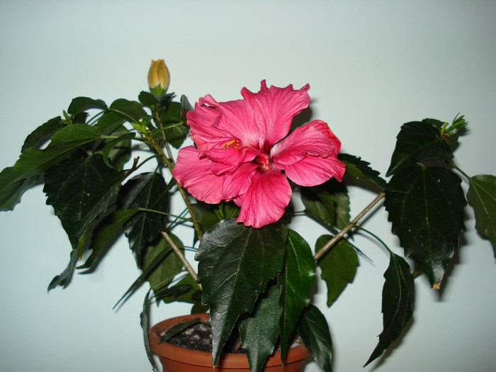 DSC01602 - HIBISCUS 2012