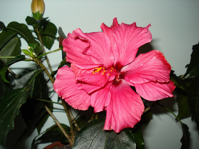 DSC01603 - HIBISCUS 2012