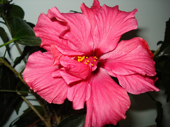 DSC01607 - HIBISCUS 2012