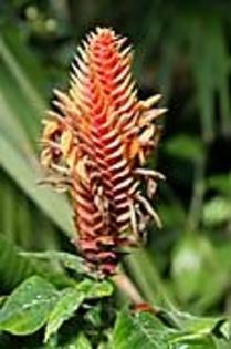 aphelandra flava