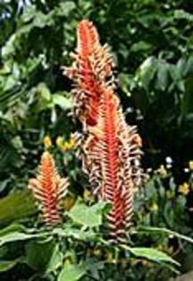 aphelandra flava