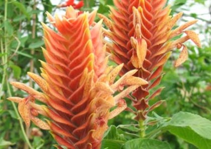 aphelandra flava