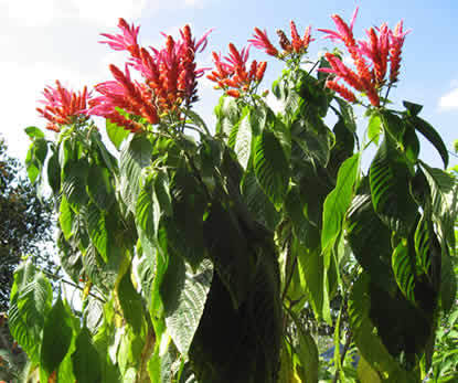 aphelandra sinclairiana