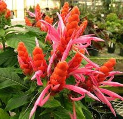 aphelandra sinclairiana