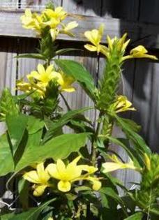 barleria micans