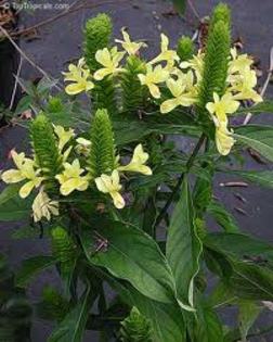 barleria micans