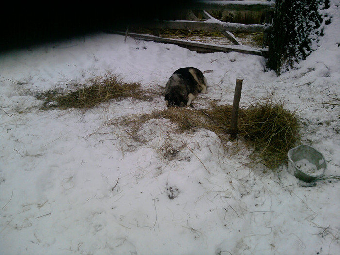 caini (1); suparata ca o legasem pt prima data
