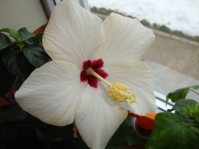  - hibiscusi