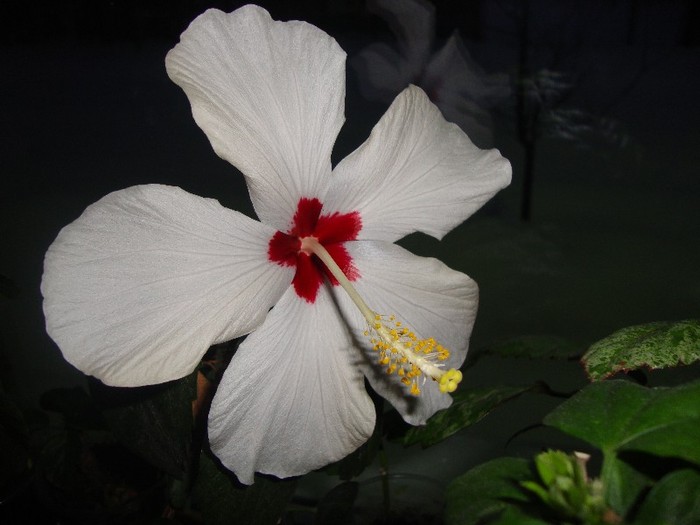  - hibiscusi