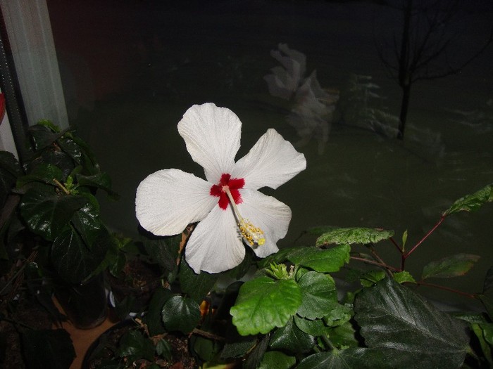  - hibiscusi