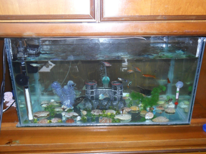 acvariul meu - pesti exotici