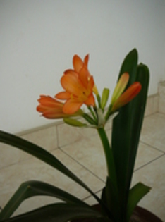 33874128 - Clivia