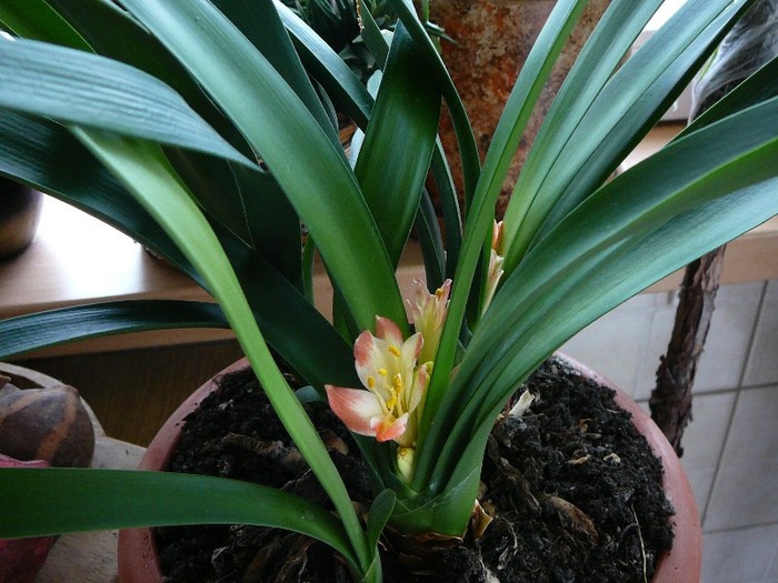 Picture 293 - Clivia