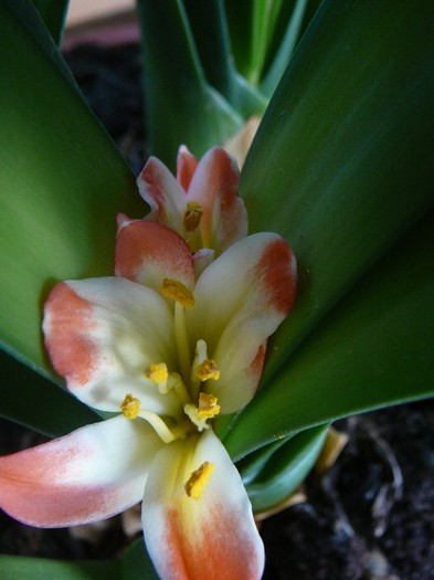 Picture 297 - Clivia