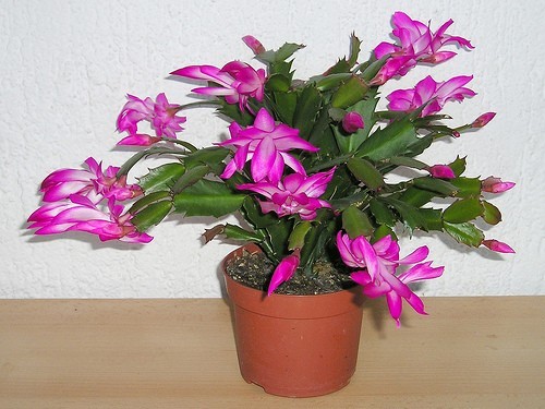 schlumbergera