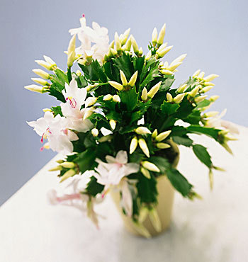 schlumbergera ALBA - SCHLUMBERGERA