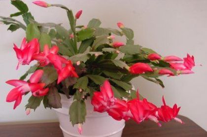 craciunita_rosie_3(schlumbergera)