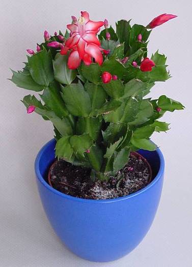 0601001 - SCHLUMBERGERA