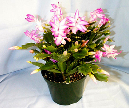  - SCHLUMBERGERA